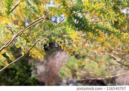 Ginkgo acacia flowers 116548707