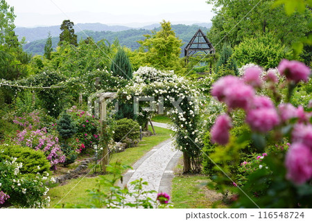 愛山花園玫瑰盛開2 愛山花園玫瑰盛開2 116548724