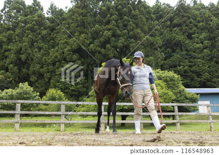 Woman taking care of a horse 116548963