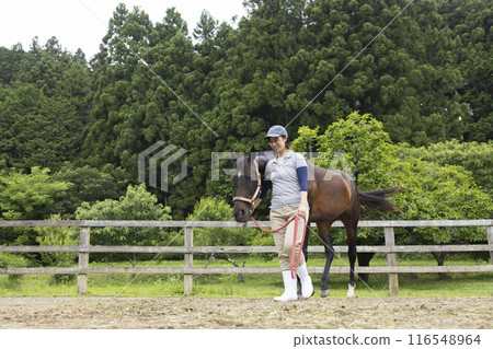 Woman taking care of a horse 116548964