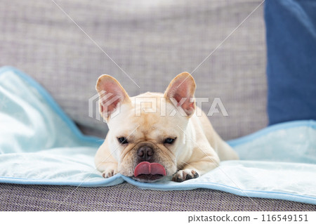 法國鬥牛犬在沙發上放鬆 法國鬥牛犬在沙發上放鬆 116549151