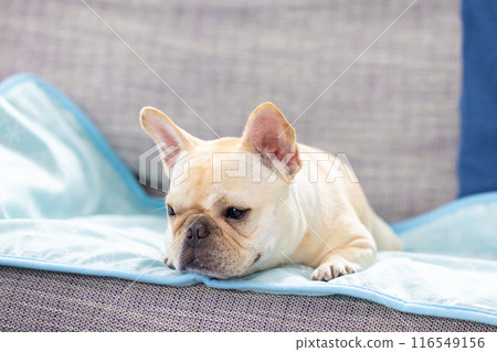 法國鬥牛犬在沙發上放鬆 116549156