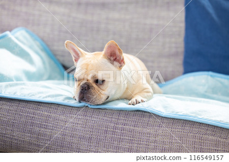 French bulldog relaxing on the sofa 116549157
