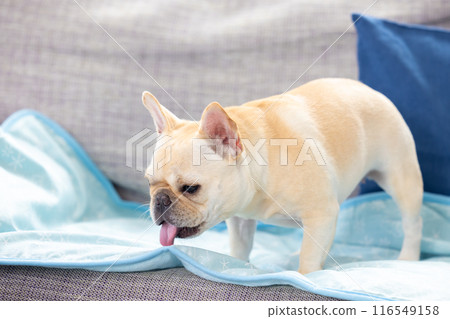 French bulldog relaxing on the sofa 116549158