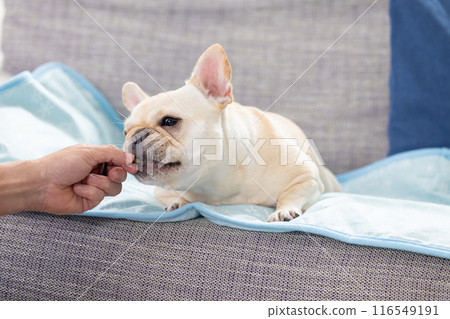 French bulldog getting a treat French bulldog getting a treat 116549191