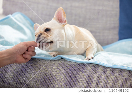 法國鬥牛犬接受零食 法國鬥牛犬接受零食 116549192