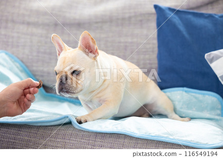 French bulldog getting a treat French bulldog getting a treat 116549194