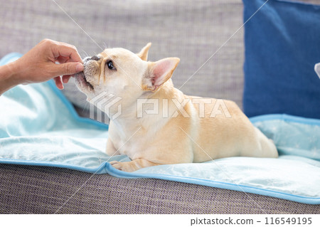 French bulldog getting a treat French bulldog getting a treat 116549195