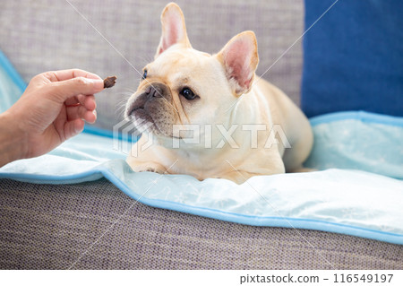 French bulldog getting a treat 116549197