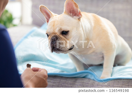 French bulldog getting a treat French bulldog getting a treat 116549198