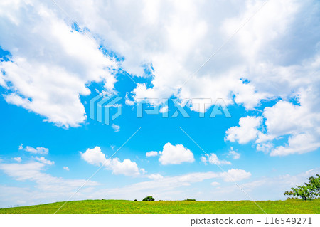 Summer blue sky and meadow Summer blue sky and meadow 116549271