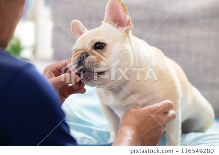 French bulldog getting a treat 116549280