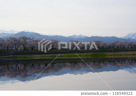 富山縣旭町春天四重奏7 116549321