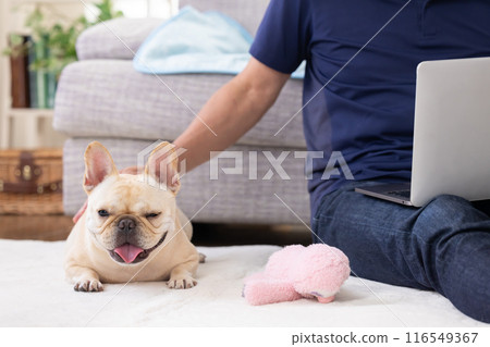 法國鬥牛犬在他正在看電腦的主人旁邊放鬆 116549367