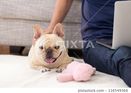 法國鬥牛犬在他正在看電腦的主人旁邊放鬆 116549368