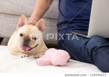 French bulldog relaxing next to owner looking at computer 116549371
