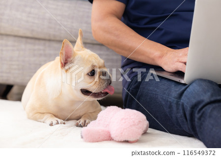 French bulldog relaxing next to owner looking at computer French bulldog relaxing next to owner looking at computer 116549372
