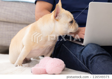 法國鬥牛犬在他正在看電腦的主人旁邊放鬆 116549373