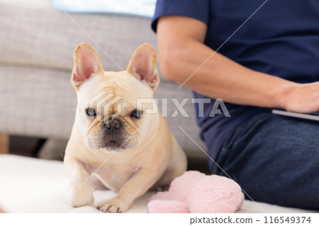 法國鬥牛犬在他正在看電腦的主人旁邊放鬆 116549374