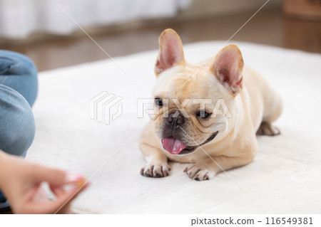 French bulldog getting a treat 116549381