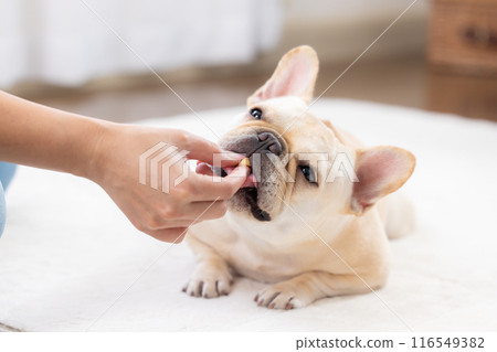 法國鬥牛犬接受零食 116549382