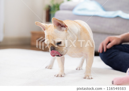 French bulldog getting a treat French bulldog getting a treat 116549383