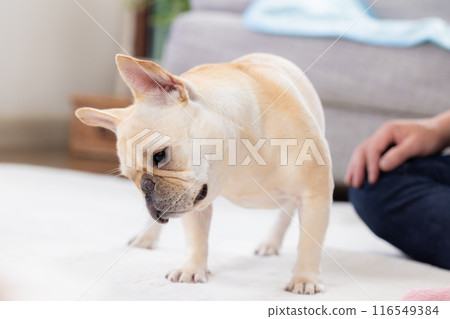 法國鬥牛犬接受零食 116549384