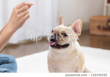 French bulldog getting a treat 116549385