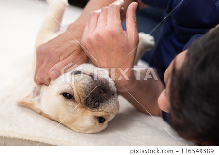 法國鬥牛犬和他的主人玩耍 116549389