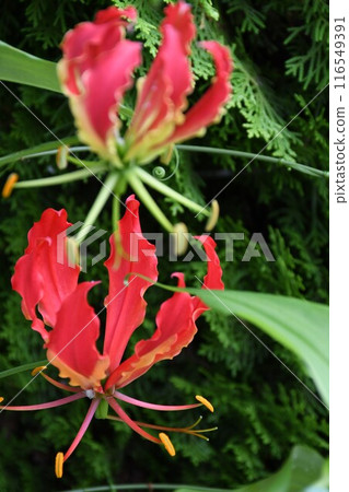 Blooming gloriosa, a fiery red flower Blooming gloriosa, a fiery red flower 116549391