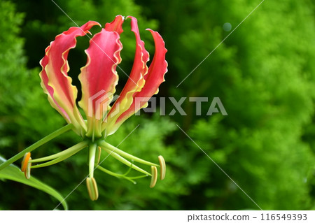 Blooming gloriosa, a fiery red flower Blooming gloriosa, a fiery red flower 116549393
