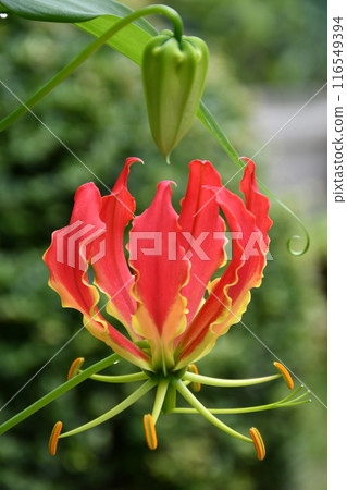 Blooming gloriosa, a fiery red flower 116549394