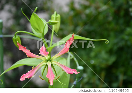 Blooming gloriosa, a fiery red flower 116549405