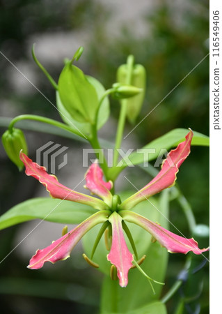 Blooming gloriosa, a fiery red flower 116549406