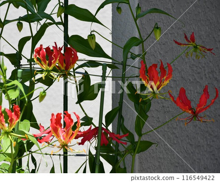 Blooming gloriosa, a fiery red flower 116549422