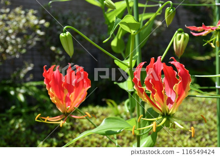 盛開的嘉蘭，火紅的花朵 116549424