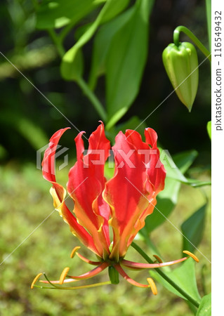 盛開的嘉蘭,火紅的花朵 盛開的嘉蘭,火紅的花朵 116549432