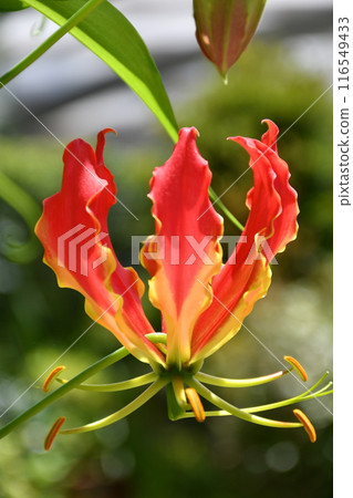 盛開的嘉蘭,火紅的花朵 盛開的嘉蘭,火紅的花朵 116549433