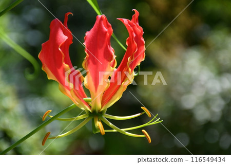 盛開的嘉蘭,火紅的花朵 盛開的嘉蘭,火紅的花朵 116549434