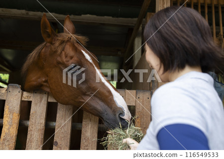 Woman taking care of a horse 116549533