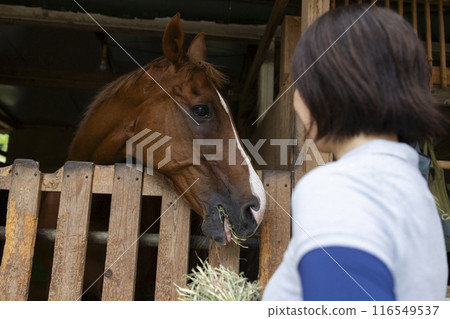 Woman taking care of a horse 116549537