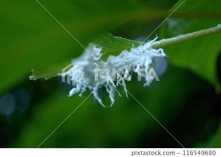 蚜蟲的幼蟲 蚜蟲的幼蟲 116549680