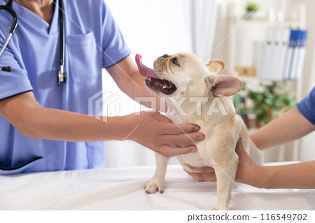 法國鬥牛犬接受體檢 116549702