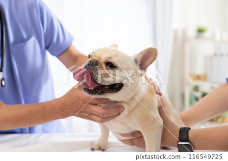 Medical French bulldog receiving medical examination 116549725