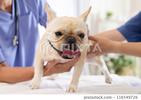 Medical French bulldog receiving medical examination Medical French bulldog receiving medical examination 116549726