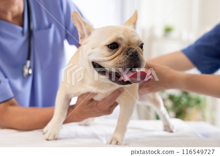 Medical French bulldog receiving medical examination 116549727