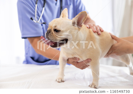 法國鬥牛犬接受體檢 116549730