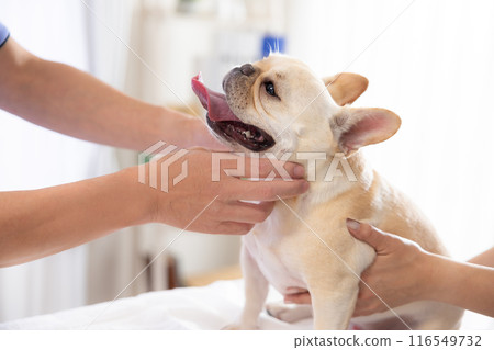 法國鬥牛犬接受體檢 116549732