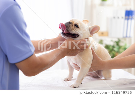 法國鬥牛犬接受體檢 法國鬥牛犬接受體檢 116549736