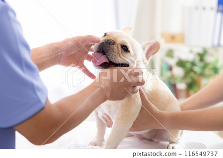 Medical French bulldog receiving medical examination 116549737